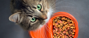 Illustration : "Pourquoi choisir une alimentation bio pour son chat ?"