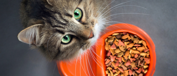 Illustration : "Pourquoi choisir une alimentation bio pour son chat ?"