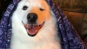 Illustration : 15 chiens qui vous sourient pour vous offrir une part de leur bonne humeur