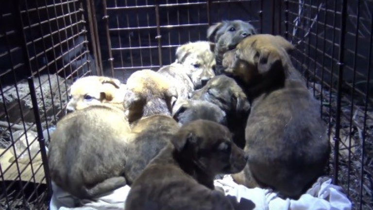 Sauvetage de 9 chiots coincés au fond d’une cavité rocheuse à plus de 5 ...