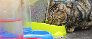 Illustration : "Quelles différences entre l’alimentation bio et l’alimentation naturelle pour chat ?"