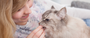 Illustration : "Les compléments alimentaires bio pour chat"