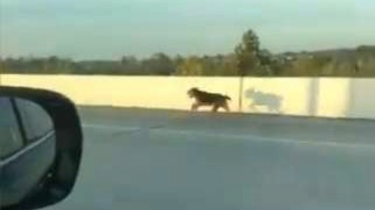 Illustration : "Des automobilistes se mobilisent pour sauver un chien courant sur une autoroute"