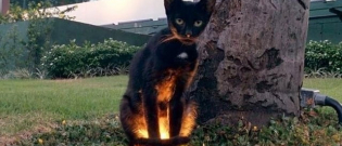 Illustration : "Comme des super-héros les chats ont de super-pouvoirs, la preuve en 19 photos"