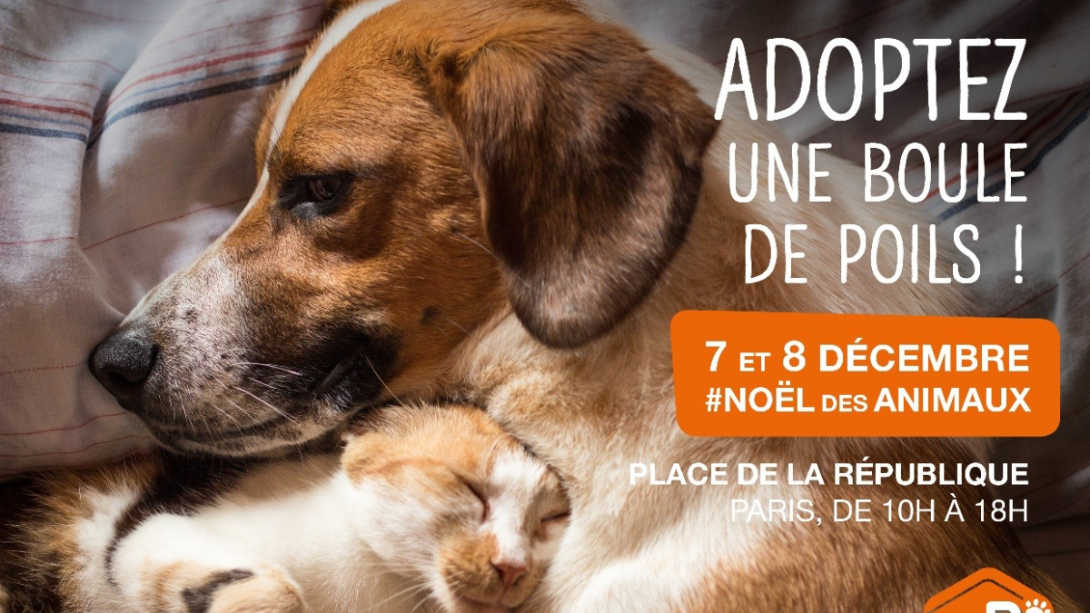 Illustration : "Le Noël de la SPA : 400 chiens et chats à rencontrer à Paris les 7 et 8 décembre"