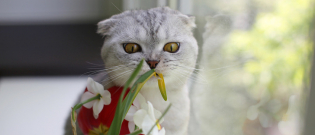 Illustration : "10 erreurs que les propriétaires de chats ne devraient plus commettre "