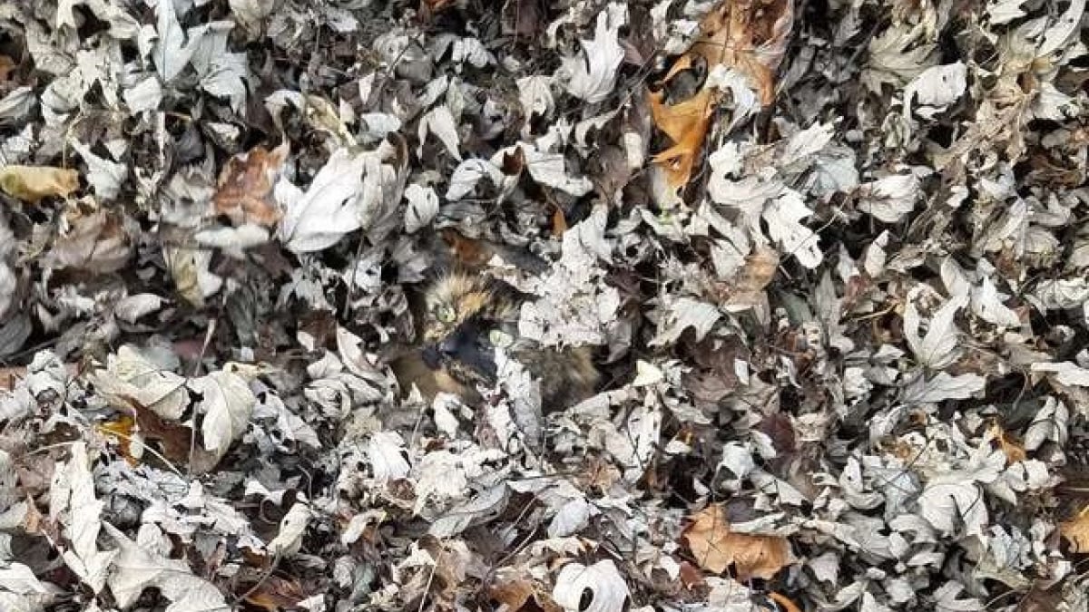 Illustration : "Doué pour le camouflage, ce chat disparait dès qu'un tas de feuilles se présente ! "