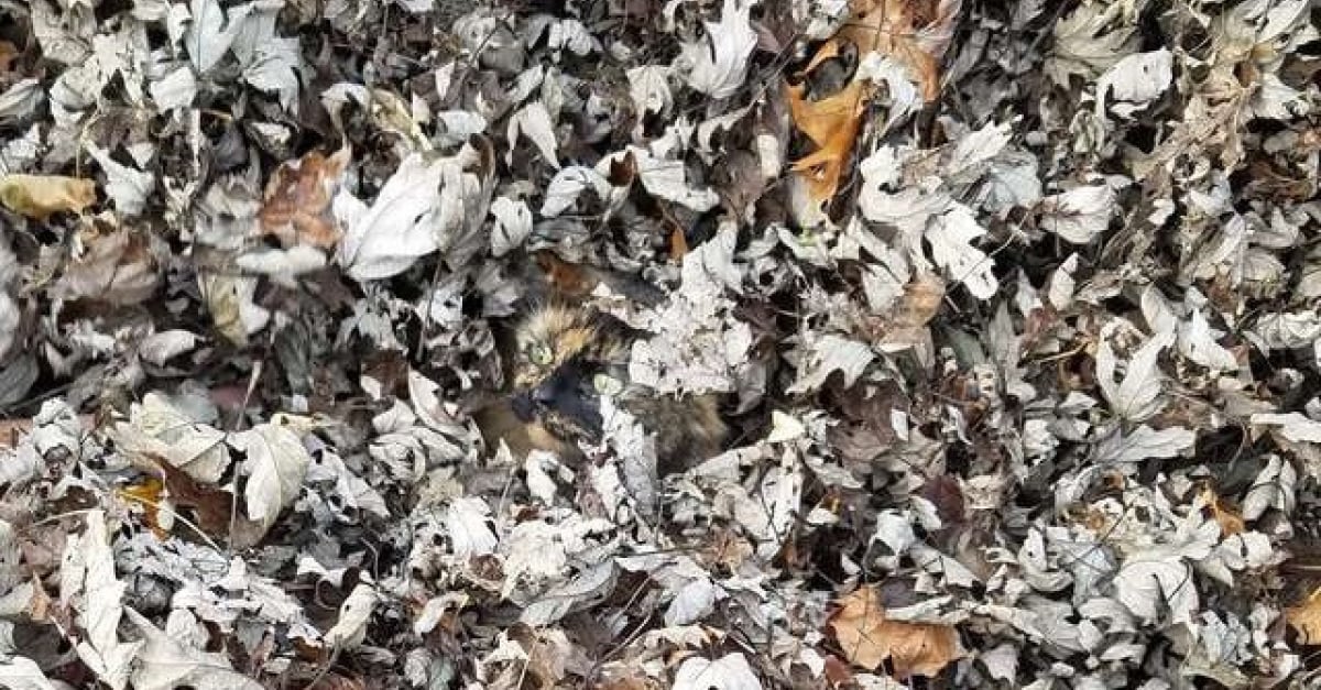 Doue Pour Le Camouflage Ce Chat Disparait Des Qu Un Tas De Feuilles Se Presente Doue Pour Le Camouflage Ce Chat Disparait Des Qu Un Tas De Feuilles Se Presente