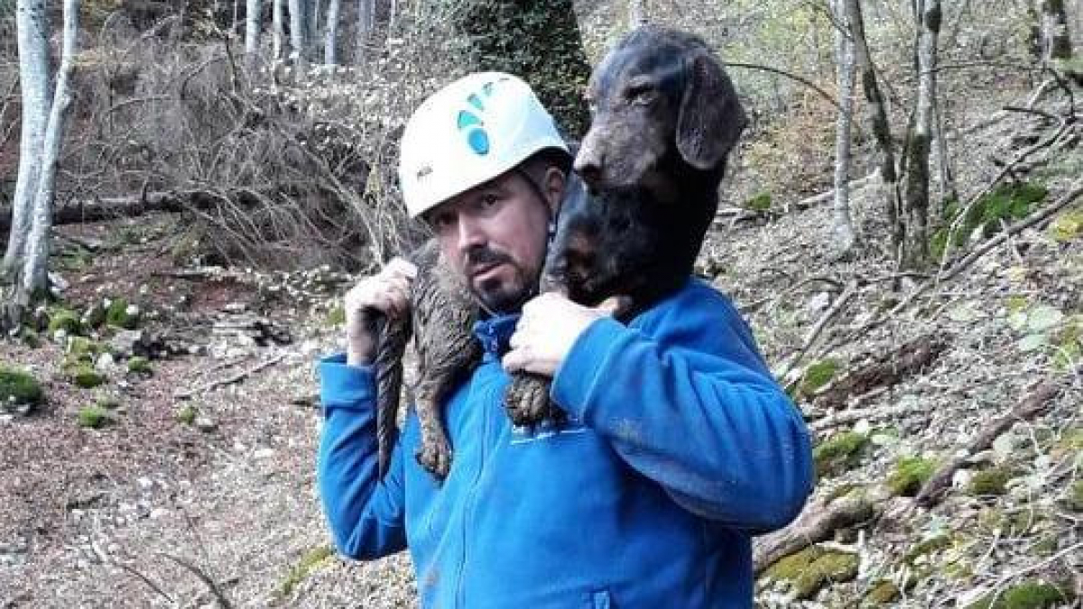 Illustration : "Miraculé, un chien est sauvé après 3 jours passés dans un terrier ! "