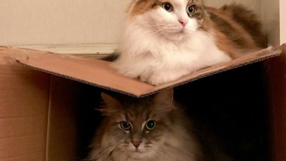 Illustration : "18 photos prouvant que les chats peuvent se passer de tout sauf des cartons"