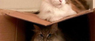 Illustration : "18 photos prouvant que les chats peuvent se passer de tout sauf des cartons"