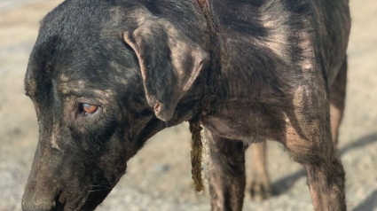 Illustration : Délaissé, ce chien avait une corde incrusté dans le cou. Un sauvetage qui a changé sa vie