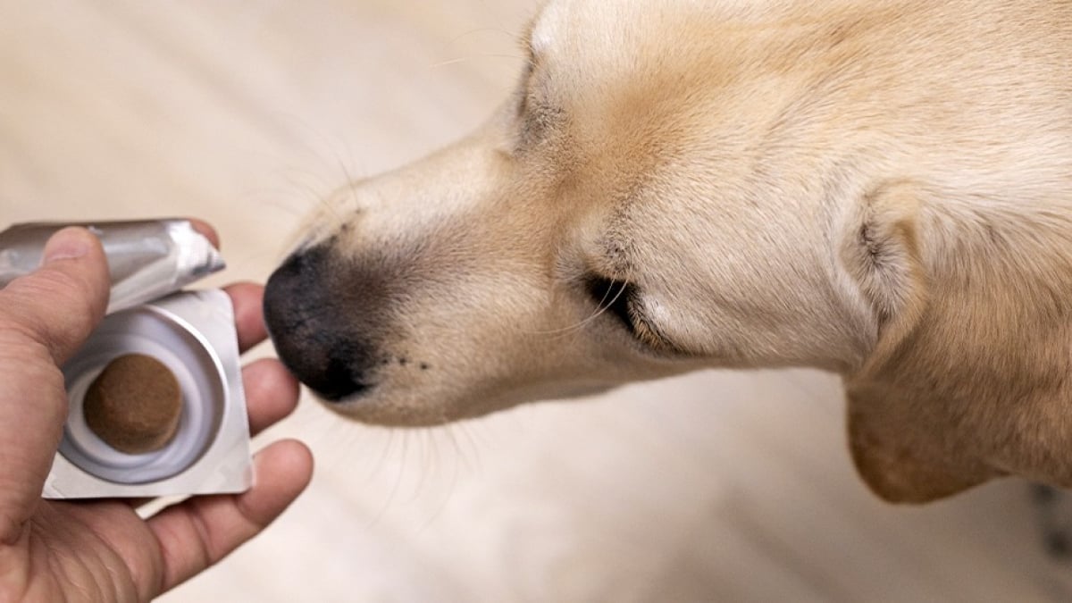 Illustration : "Les probiotiques pour chien"