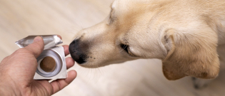 Illustration : "Les probiotiques pour chien"