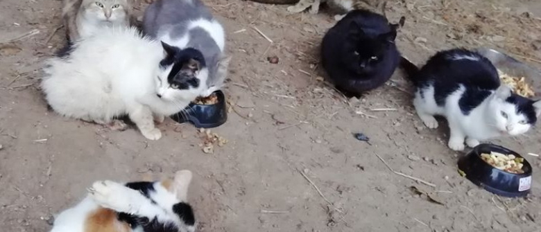 La Spa De La Creuse Appelle A L Aide Pour Sauver Une Soixantaine De Chats Livres A Eux Memes