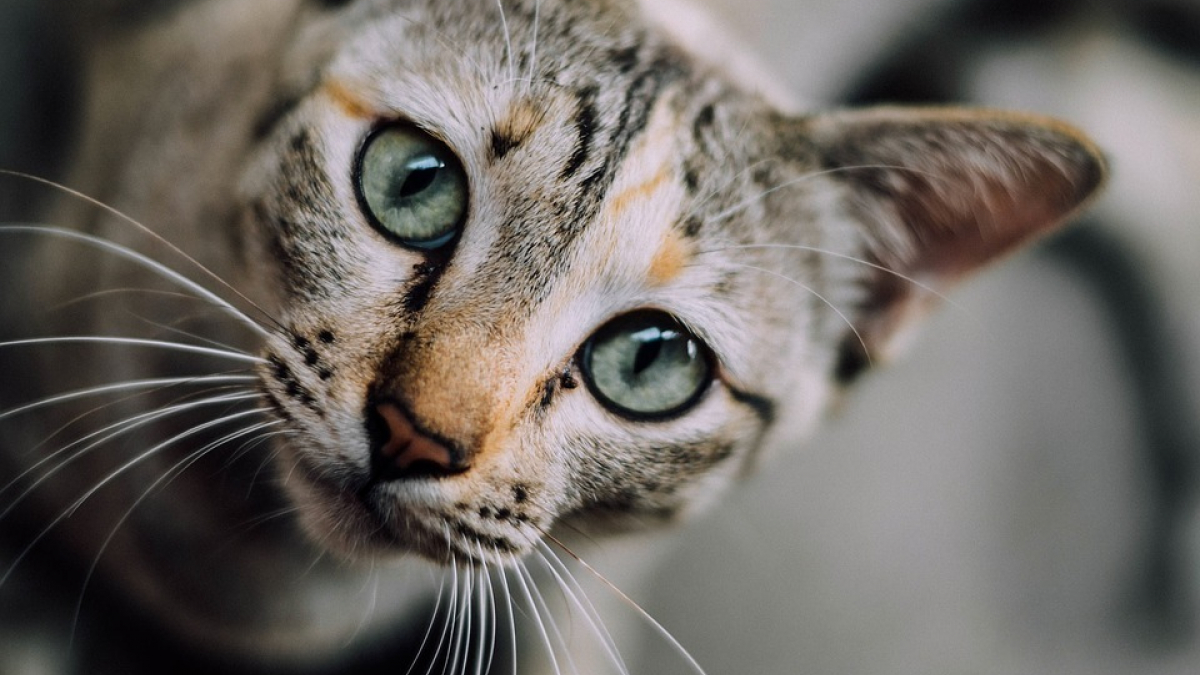 Illustration : "Une habitante de Saint-Quentin au tribunal pour avoir tué les chats de ses voisines"