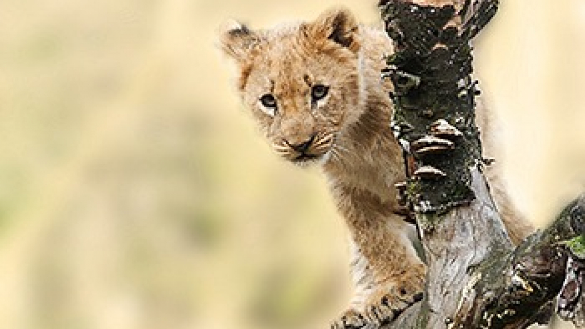 Illustration : "La Tanière du Lion : une boutique et un blog rugissants autour du roi de la jungle"