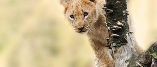 Illustration : "La Tanière du Lion : une boutique et un blog rugissants autour du roi de la jungle"