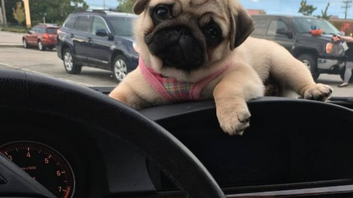 Illustration : "14 chiens qui adorent les virées en voiture"