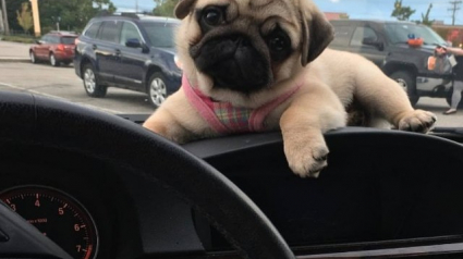 Illustration : 14 chiens qui adorent les virées en voiture