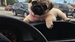 Illustration : 14 chiens qui adorent les virées en voiture