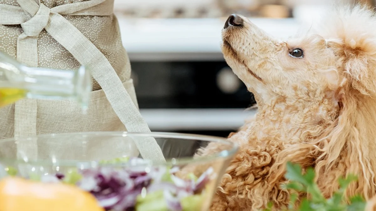 Illustration : "Idées de recettes fait maison pour chien"