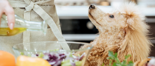 Illustration : "Idées de recettes fait maison pour chien"
