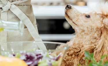 Illustration : "Idées de recettes fait maison pour chien"