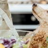 Illustration : Id&eacute;es de recettes fait maison pour chien
