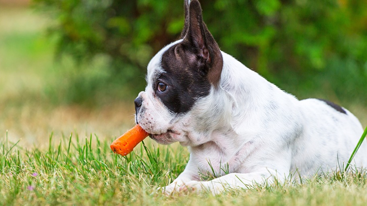 Illustration : "Les friandises naturelles pour chien"