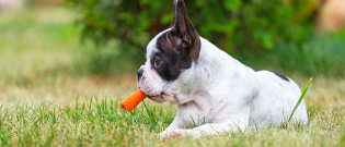 Illustration : "Les friandises naturelles pour chien"