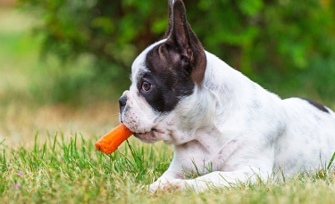 Illustration : "Les friandises naturelles pour chien"