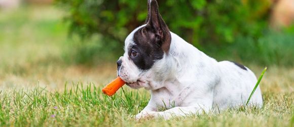 Illustration : "Les friandises naturelles pour chien"