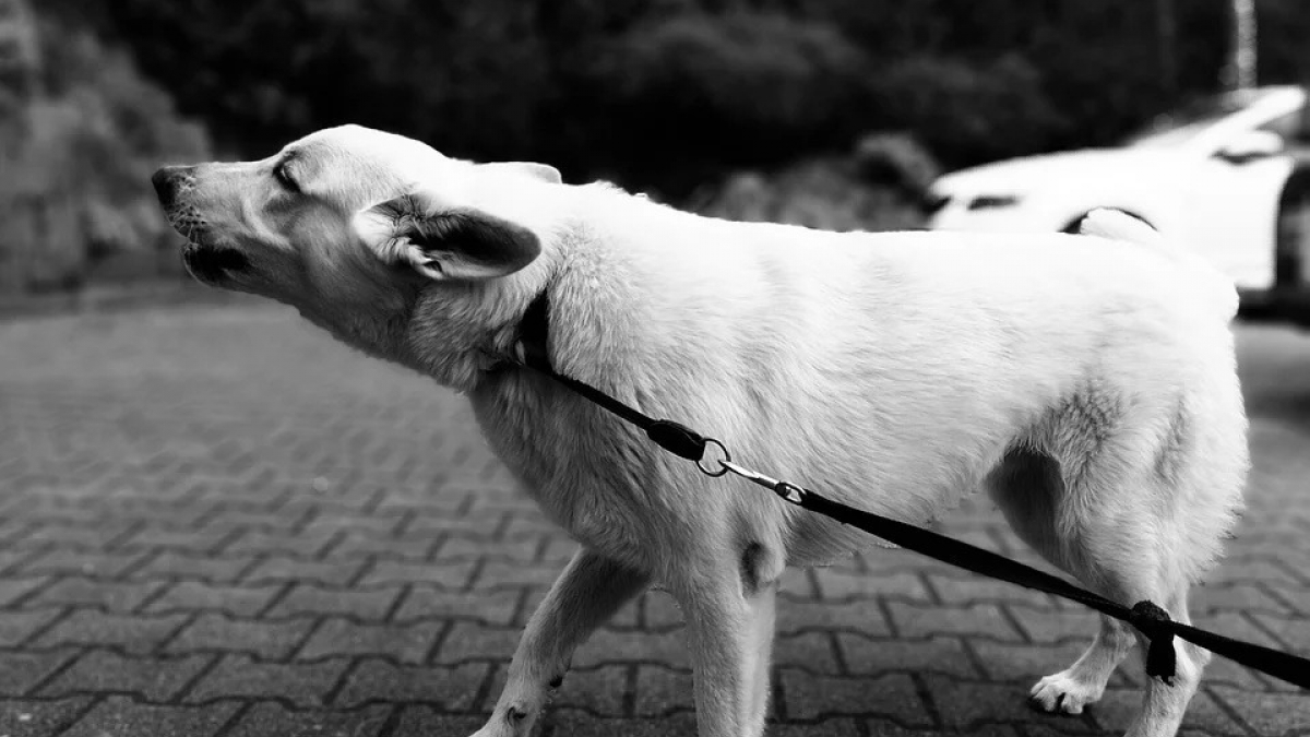 Illustration : "Pourquoi le permis de détention pour tous les propriétaires de chiens pourrait être une bonne idée ? "