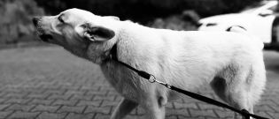Illustration : "Pourquoi le permis de détention pour tous les propriétaires de chiens pourrait être une bonne idée ? "