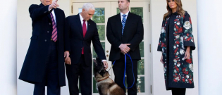 Illustration : "Conan, le chien militaire américain, décoré par Donald Trump en personne"