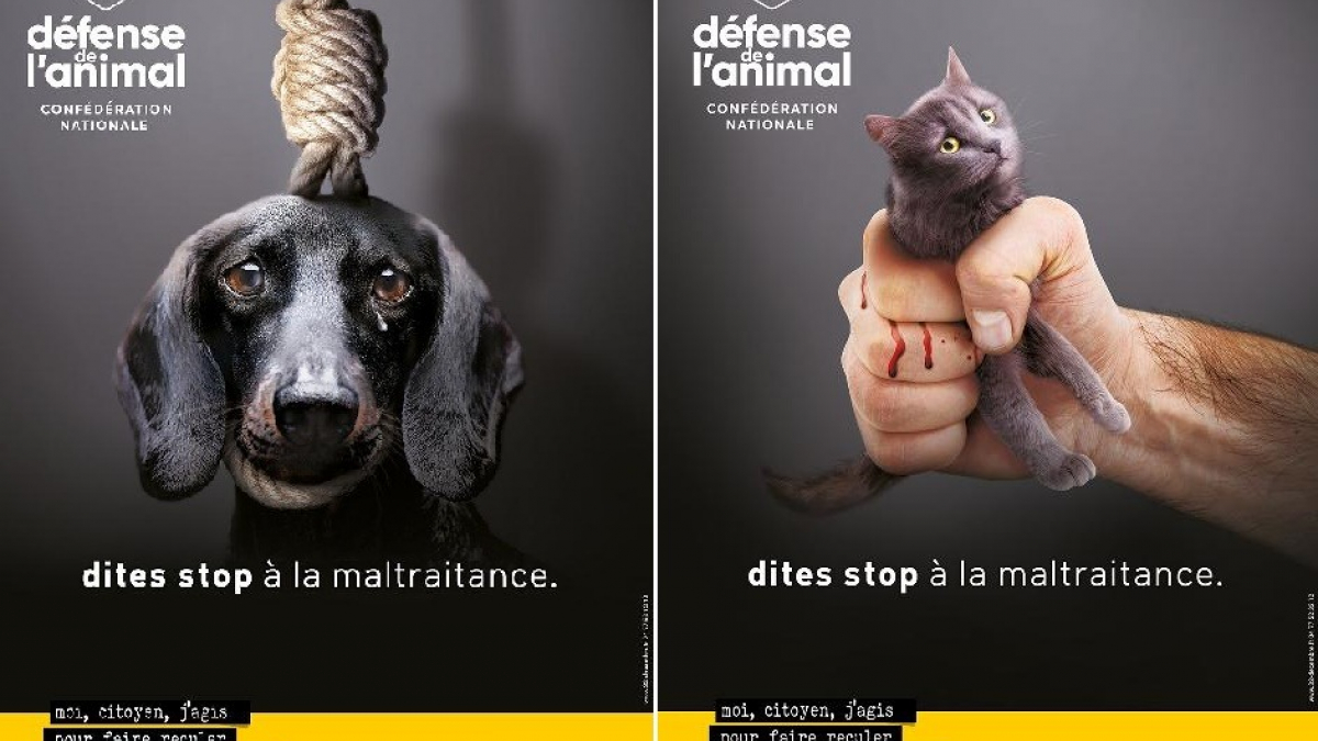 Illustration : "Le groupe Défense de l’Animal interpelle les pouvoirs publics au sujet des maltraitances faites aux animaux de compagnie"