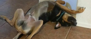 Illustration : "Ces 17 chiens dorment n’importe où et n’importe comment, et ils sont hilarants !"