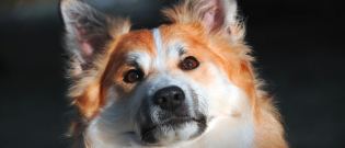 Illustration : "Les expressions faciales du chien sont un moyen de communication pour lui"