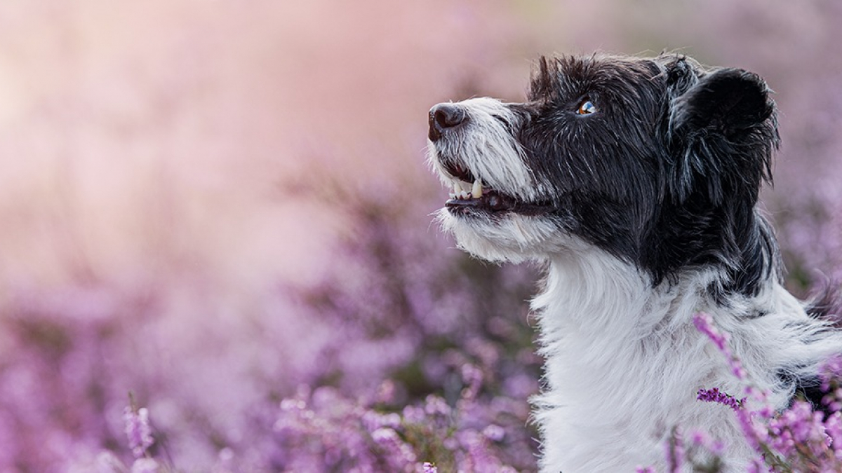 Illustration : "La médecine naturelle pour soigner son chien"