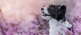 Illustration : "La médecine naturelle pour soigner son chien"