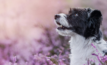 Illustration : "La médecine naturelle pour soigner son chien"