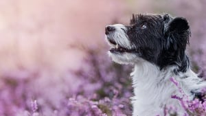 Illustration : La médecine naturelle pour soigner son chien