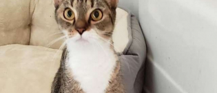 Illustration : "Ce chat aux pattes avant déformées se tient debout comme un humain"