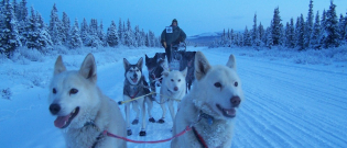 Illustration : "Sans leurs chiens, les inuits n'auraient pas survécu aussi facilement ! "