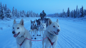 Illustration : "Sans leurs chiens, les inuits n'auraient pas survécu aussi facilement ! "