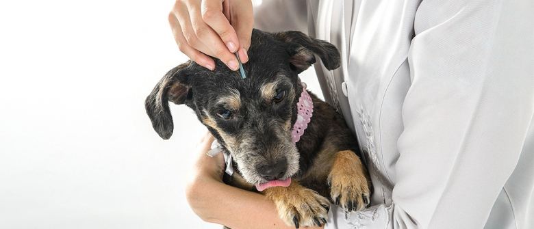 Illustration : "L'acupuncture pour chien"