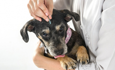 Illustration : "L'acupuncture pour chien"