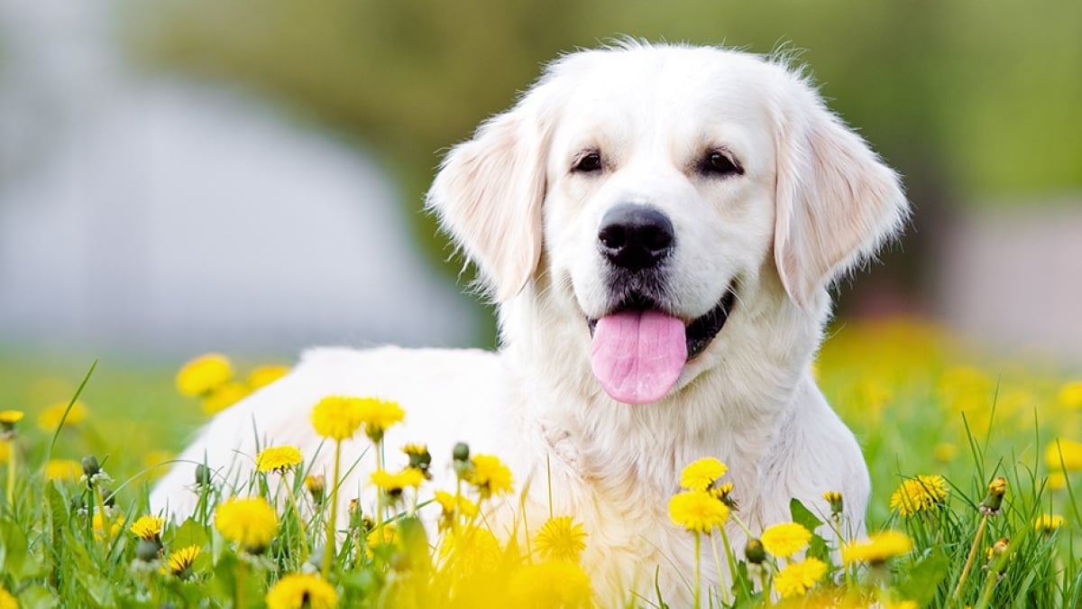 Illustration : "Qu'est-ce que la phytothérapie pour chien ?"