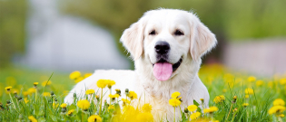 Illustration : "Qu'est-ce que la phytothérapie pour chien ?"